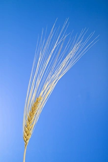 Cereal Grains Stampe: Ear of wheat