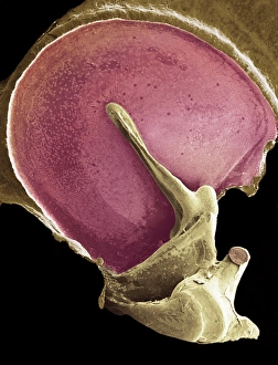 Stampe di Il timpano. Micrografia a raggi X di colore dell'orecchio medio (SEM) con il timpano rosso Immagini datate 2008 aprile: Orecchietta del timpano, SEM