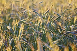 Rye Grain Stampe: Ears of rye