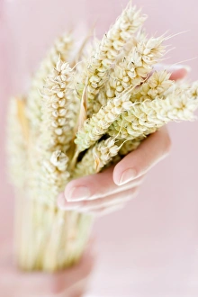 Wheat Ears Stampe: Ears of wheat