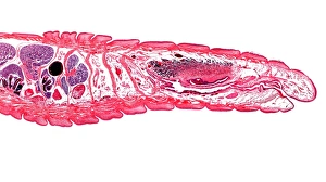 Lumbricus Terrestris Stampe: Earthworm, longitudinal section