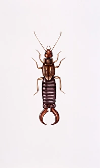 Stampe di L'artista Earwig (Forficula auricularia). Gli scarafaggi sono insetti predatori notturni che generalmente nascondono sotto le pietre e nelle crepe durante il giorno Immagini datate 2003 febbraio: Earwig