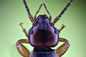 Compound Eyes Insect Stampe: Earwig head