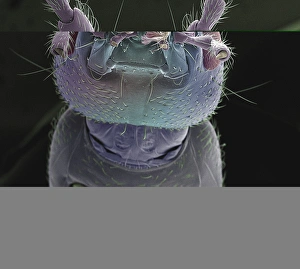 Insect Antennae Structure Stampe: Earwig head, SEM
