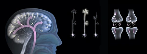 Stampe di Effetti dell'ecstasy sul funzionamento del cervello Immagini datate 2013 gennaio: Effetti di eccitazione sulla funzione cerebrale
