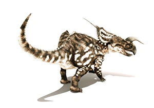 Cretaceous Period Herbivores Stampe: Einiosaurus dinosaur, artwork