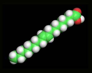 Heart Disease Risk Factors Stampe: Elaidic acid, computer model