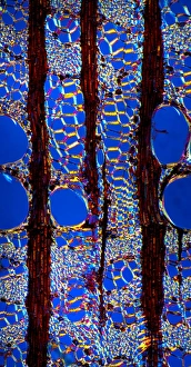 Stampe di La sezione del fusto di quercia (Ulmus procera), microfotografia con luce polarisata. Le linee verticali nere sono raggi multiseriati, composti da diverse file di cellule Luce Polarizzata Stampe: Stemma di quercia, micrografo luminoso