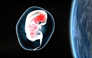 Stampe di Feto umano sopra la Terra, nel suo sacco amniotico, opera d'arte informatica concettuale. Un feto è un ovocito umano fecondato meno di otto settimane di età Immagini datate 2005 gennaio: Feto nello spazio