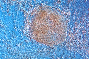 Light Microscopy Images Stampe: Embryoid bodies, light micrograph
