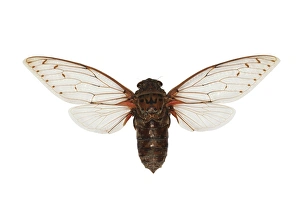 Borneo Wildlife Photos Stampe: Empress cicada