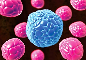 Stampe di L'endometriosi. L'arte computerizzata concettuale dell'endometriosi: il movimento delle cellule dal rivestimento uterino all'apparato abdominale Immagini datate novembre 2007: Endometriosi, arte informatica