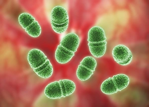 Antibiotic Resistant Bacteria Stampe: Enterococcus faecalis, bacteria, artwork