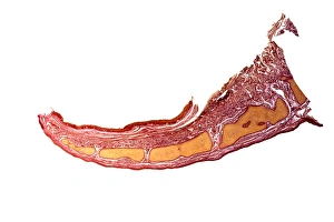 Stampe di L'epiglotte. Micrografia in luce di una sezione longitudinale attraverso l'epiglotte, la piastra di tessuto situata alla sommità della laringe (voce) Immagini datate 2012 febbraio: Epiglottide, micrografo di luce