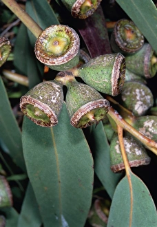 Stampe di Eucalipto globulo, Cose da vicino ai frutti del Blu Gomma Immagini datate 2004 luglio: Eucalipto globulo