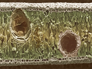 Stampe di La foglia di eukalipto. Immagine a raggi X scansione del colore della sezione attraverso una foglia da un albero di limone-eukalipto (Eucalyptus citriodora) Immagini datate 2000: Laurifolia del eucalipto