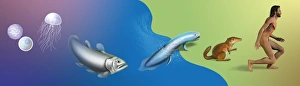 Prehistoric Mammals Stampe: Evolution, conceptual artwork