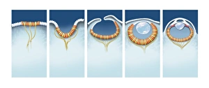 Stampe di Lo sviluppo dell'occhio, arte informatica. Si pensa che l'occhio sia originato come una macchia di cellule sensibili alla luce (sinistra) sulla superficie degli organismi Immagini datate 2013 gennaio: Evoluzione dell'occhio, arte