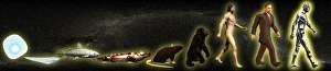 Human Evolution Timeline Stampe: Evolution of man