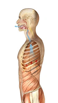 Respiratory System Artwork Stampe: Exhalation, artwork