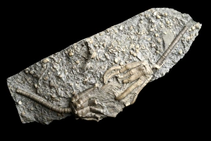 Triassic Period Fossils Stampe: Extinct Crinoid