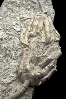 Triassic Period Fossils Stampe: Extinct Crinoids