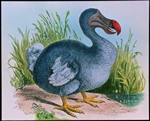 Flightless Birds Stampe: Extinct dodo