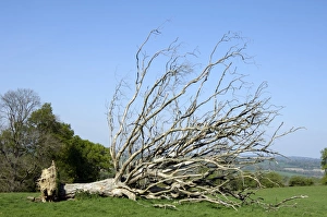 Stampe di Albero caduto morto nel campo fotografato vicino a Cuckfield, Sussex Occidentale Regno Unito Immagini datate novembre 2007: Arbogetto caduto