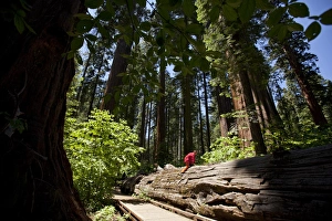 Sequoiadendron Giganteum Stampe: Fallen giant sequoia trunk