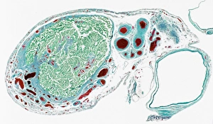 Female Reproductive System Stampe: Fallopian tube section, light micrograph