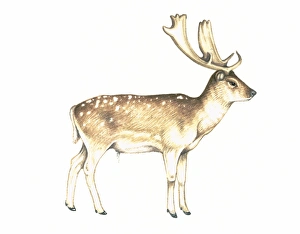 Middle Eastern Wildlife Stampe: Fallow deer, artwork