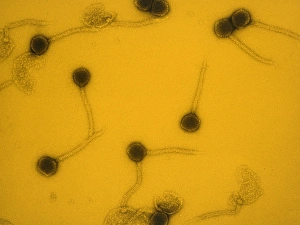 Virology Images Stampe: False-col TEM of Lambda bacteriophages