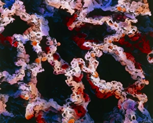 Lung Anatomy Stampe: False-colour SEM of a section of lung tissue