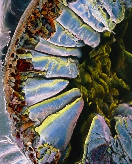Human Digestive System Stampe: False-colour SEM through the wall of the duodenum