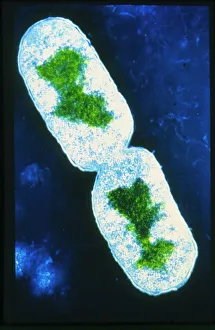 IL DNA Stampe: Colore falso della TEM di batterio E. coli