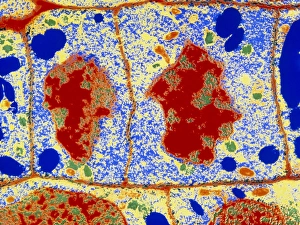 Stampe di La micrografia di colore falso della trasmissione elettronegica a livello cellulare in una fase avanzata della divisione cellulare nella punta radicale del cellula (meristema) di Zea mays, mais Immagini datate 1991: Colore falso della TEM delle cellule radiche durante la divisione cellulare