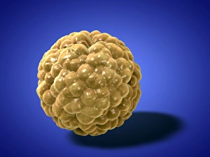 Human Body Anatomy Art Stampe: Fat cell