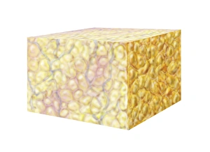 Cell Biology Images Stampe: Fat tissue, artwork