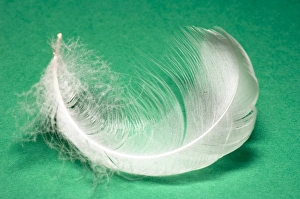 Bird Plumage Stampe: Down feather