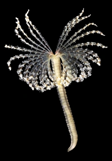 Polychaete Worms Stampe: Feather duster worm