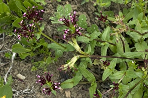 Mediterranean Botanicals Stampe: Fedia cornucopiae