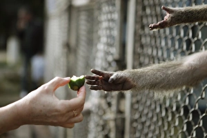 Captive Primate Behavior Stampe: Feeding a captive monkey