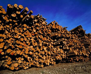Tree Felling Techniques Stampe: Felled logs