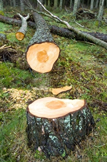 Forestry Industry Stampe: A felled tree trunk