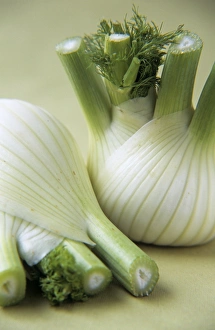Fennel Plant Stampe: Fennel