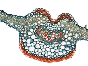 Plant Vascular System Stampe: Fern leaf, light micrograph
