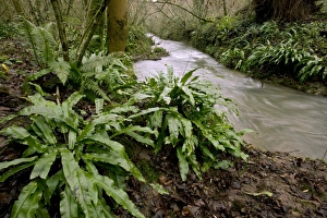 Asplenium Scolopendrium Stampe: Ferns (Asplenium scolopendrium)