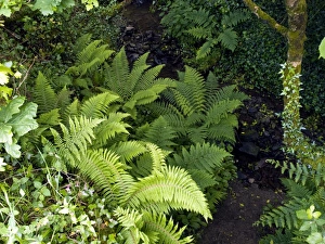 Forest Floor Vegetation Stampe: Ferns by a stream