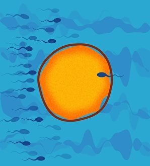 Fertilisation Process Stampe: Fertilisation