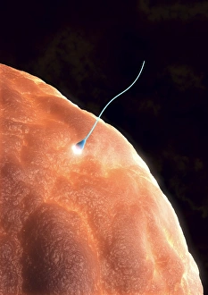 Stampe di La fecondazione. L'arte informatica di un cellula dello sperma (blu) che penetra una uovo umanoide (ovulo). Ogni lo sperma ha la testa rotonda (acrosoma) e il lungo coda con cui nuota Immagini datate 2009 marzo: Fertilizzazione, arte